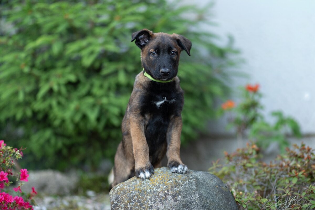 Belgický ovčák malinois - 2