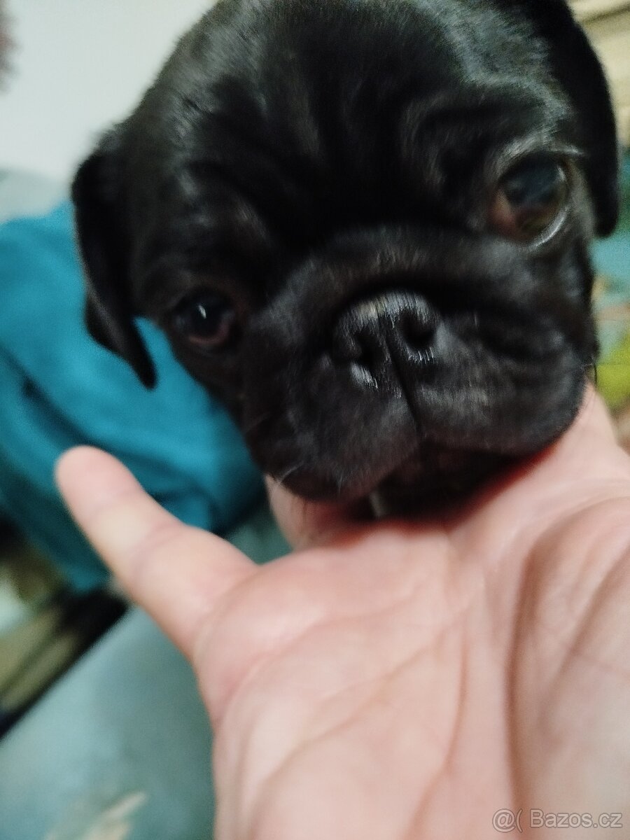 Mops s PP - 2