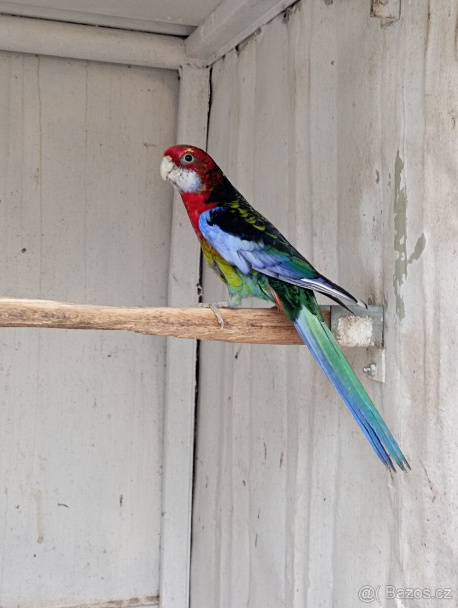 Rosela pestrá černomodrá - 2