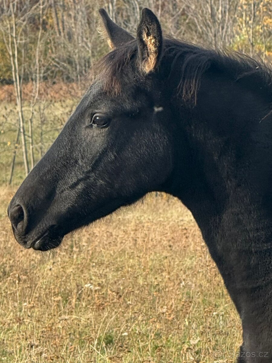 Letošní hříbata po barokním hřebci Bonte Monte - 2