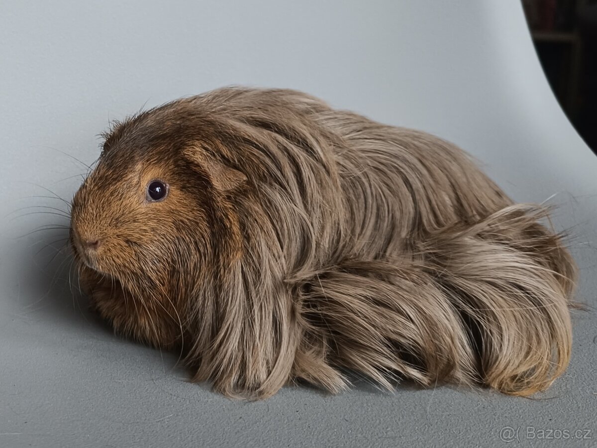 Dlouhosrsté morče - šeltie - 2