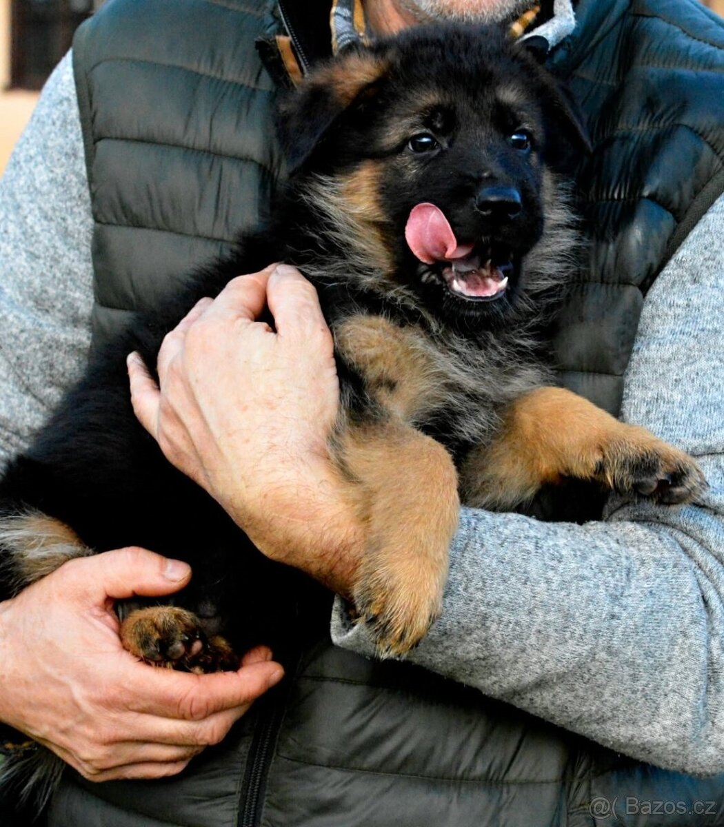 Německý ovčák - štěňátka s PP - 2
