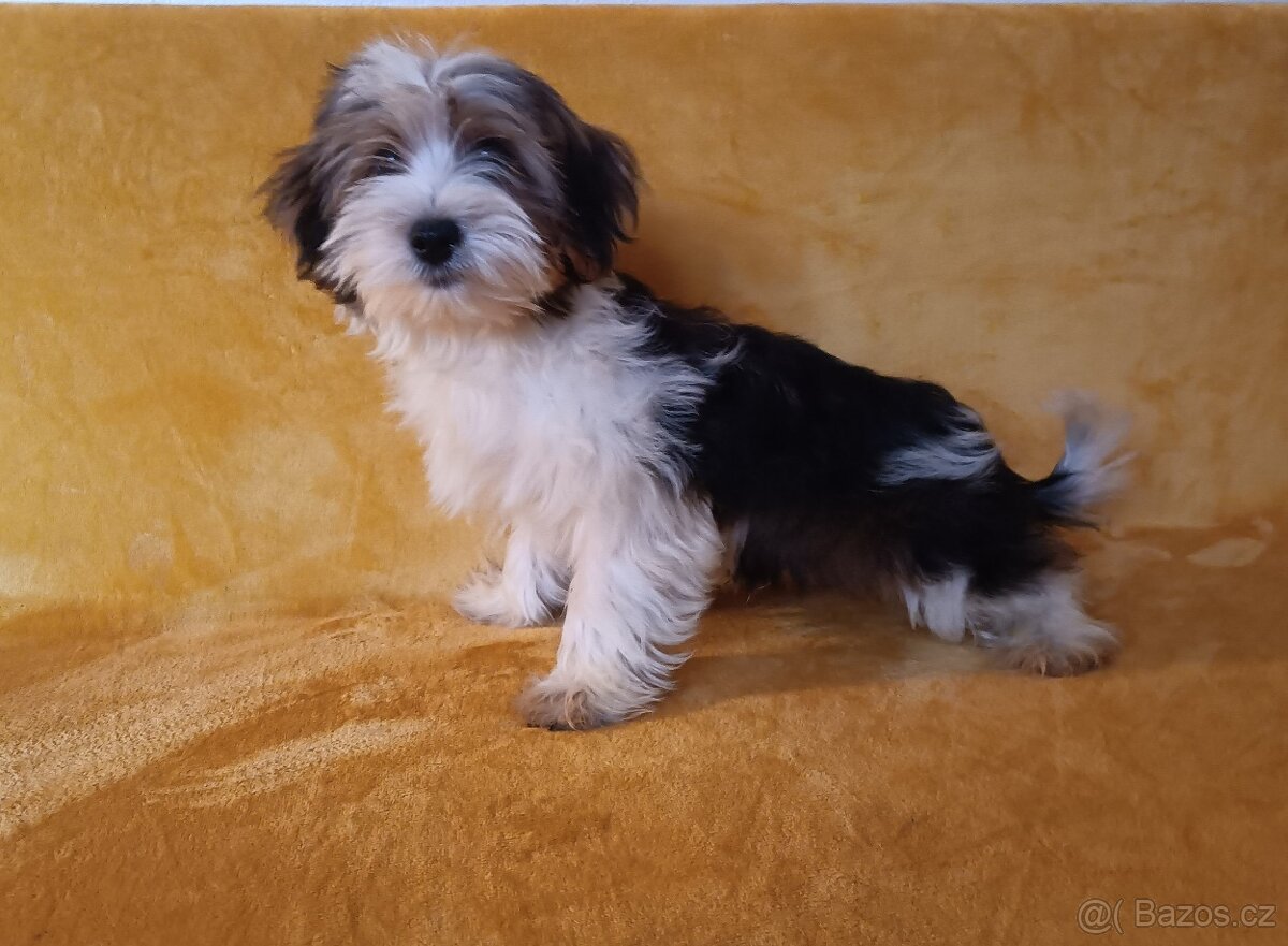 Biewer - pejsci bez pp - 2