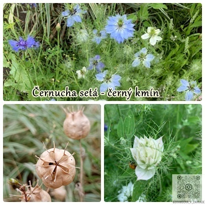 semínka, zelenina, bylinky, koření, okrasné květiny a trávy - 2