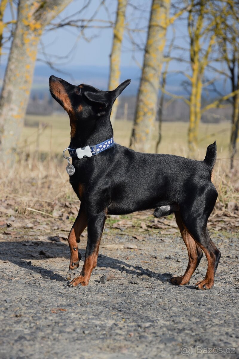 Nabídka ke krytí - 2