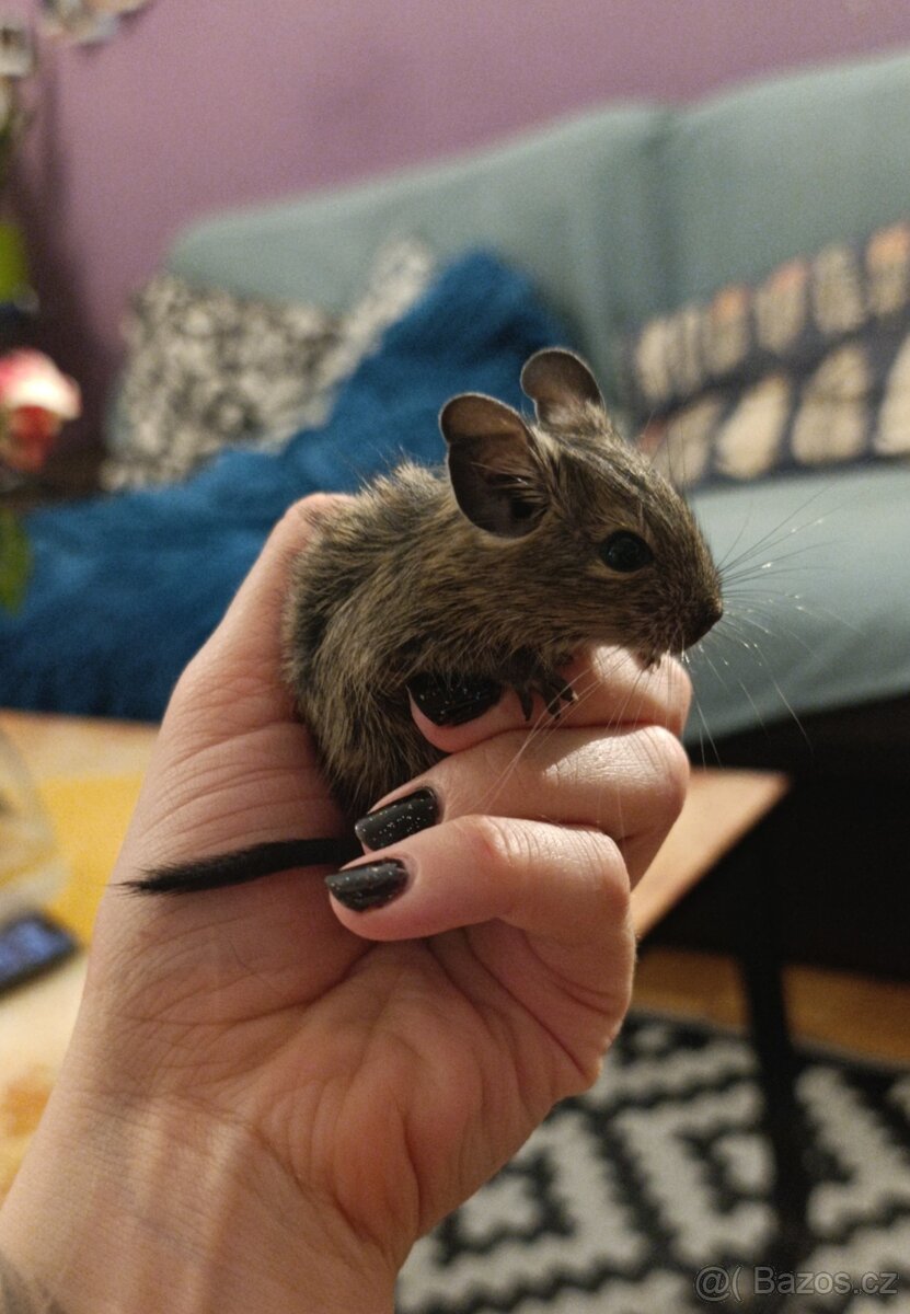 Osmák Degu - 2