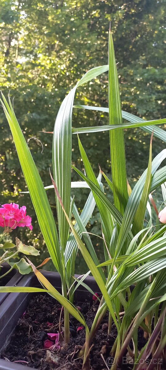 Palma Washington - 2