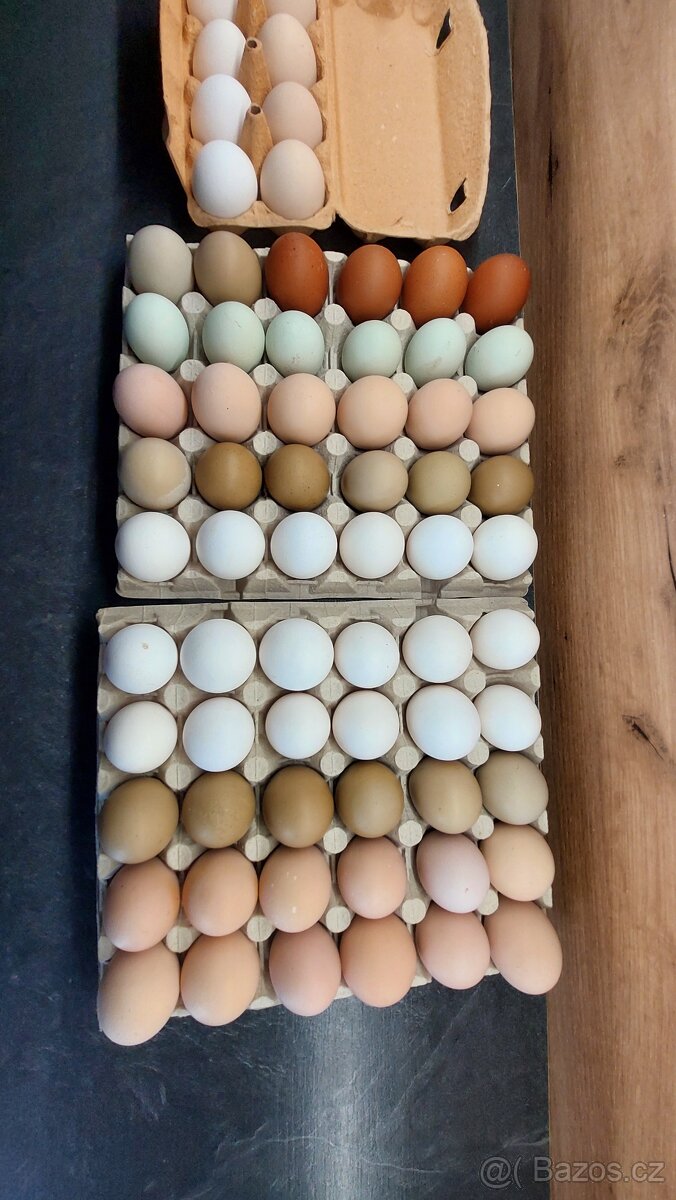 Dvorkovy mix kuřátek - 2