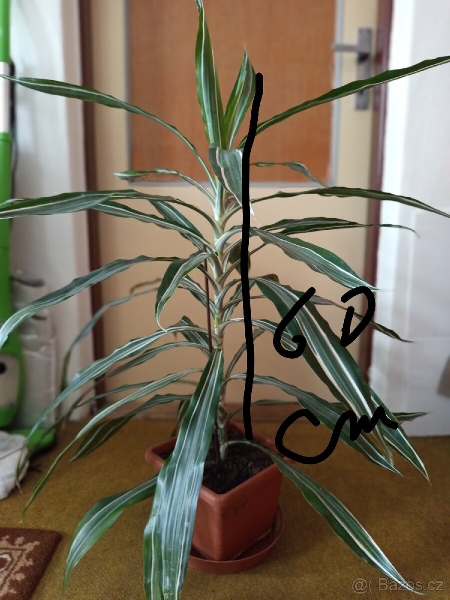 Prodám dracaenu 60cm - 2