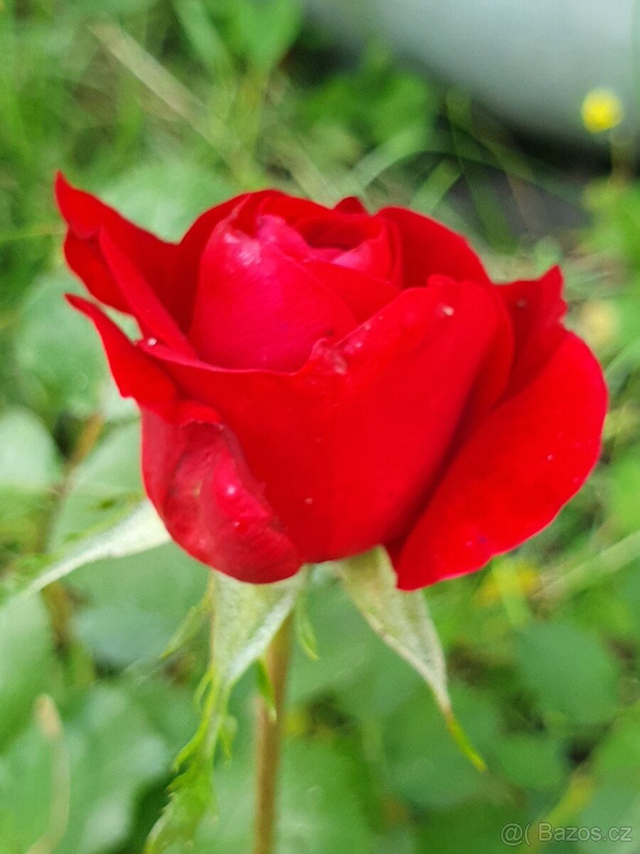 Růže červená keř - 2