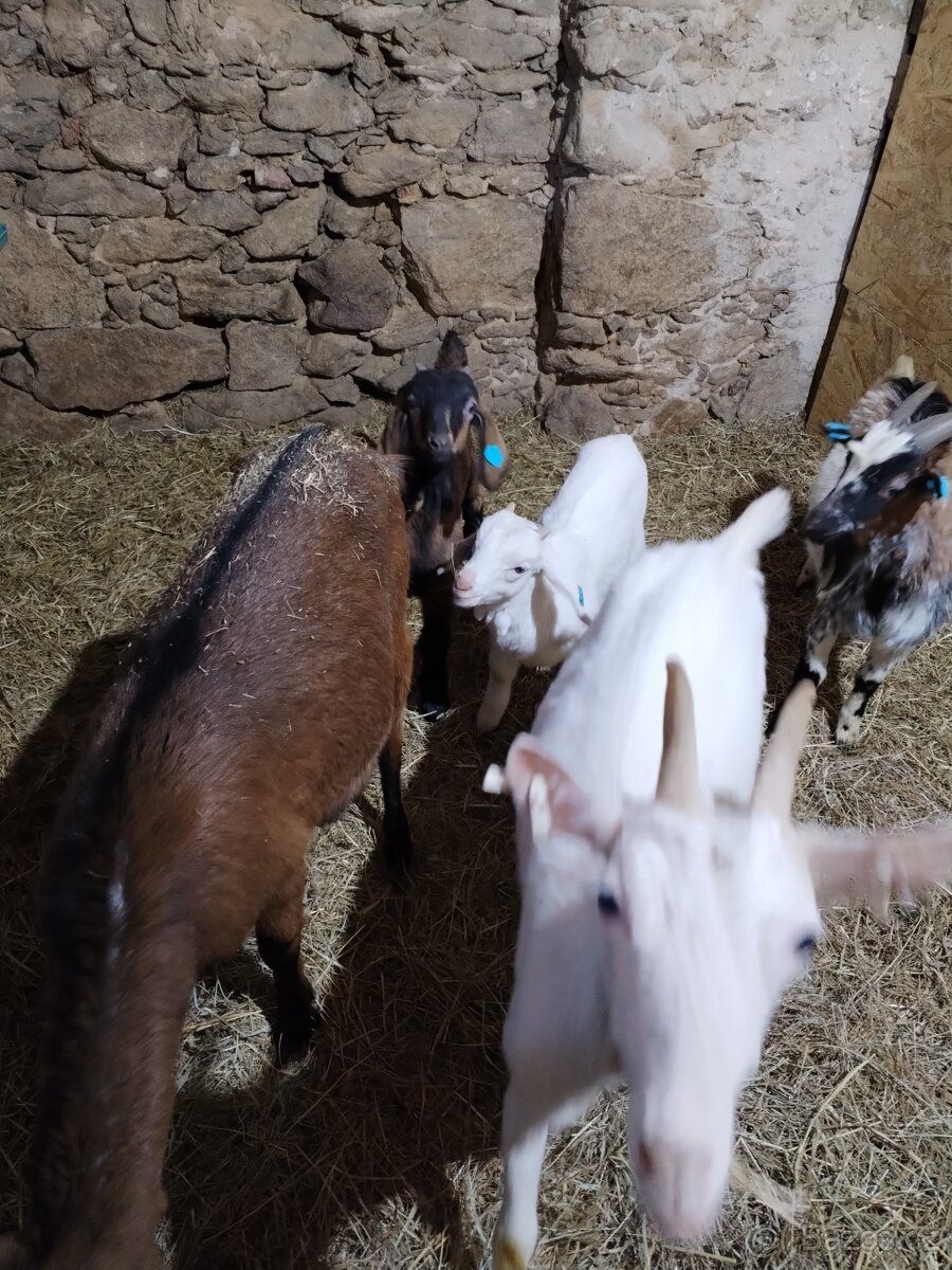 Podílový anglonubijsky kozlik - 2