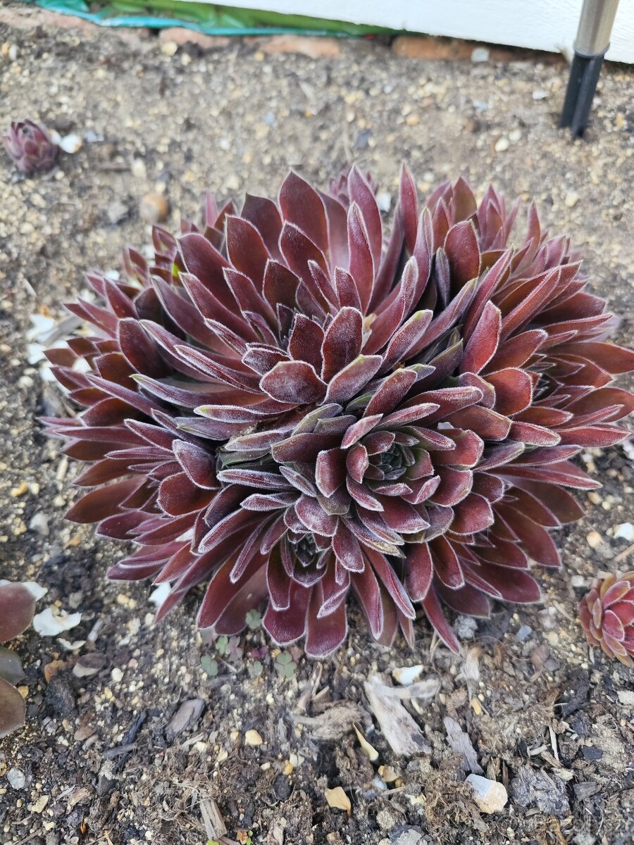 Prodám netřesky, okr. Znojmo - 2