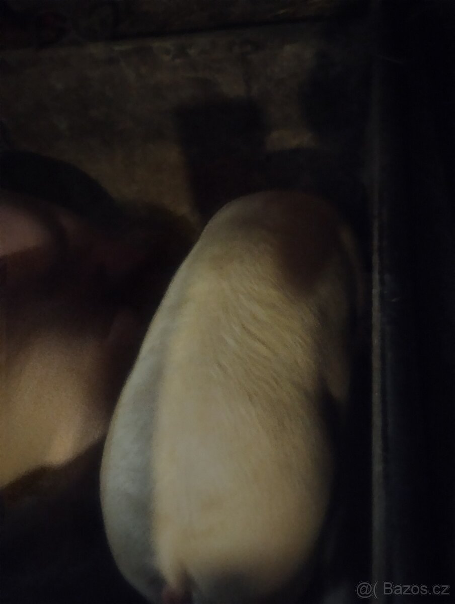 Prase na porážku - 2