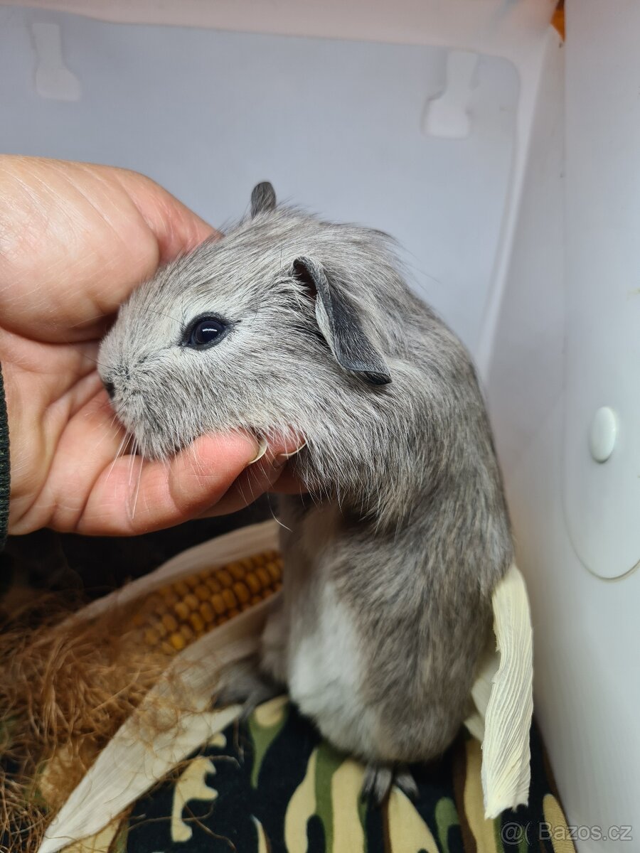 Morčata kluci po odstavu již k odberu - 2