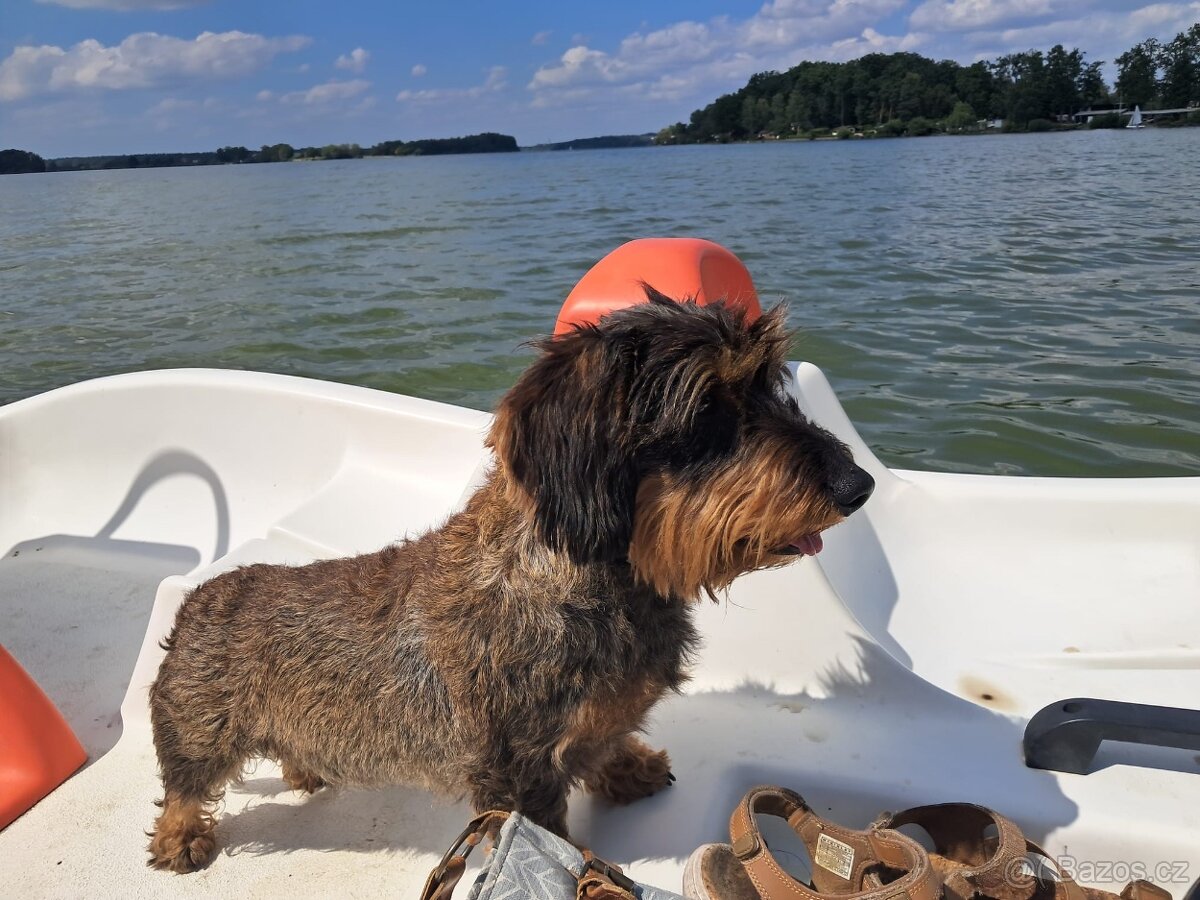 Drsnosrstý jezevčík standart s PP - 2