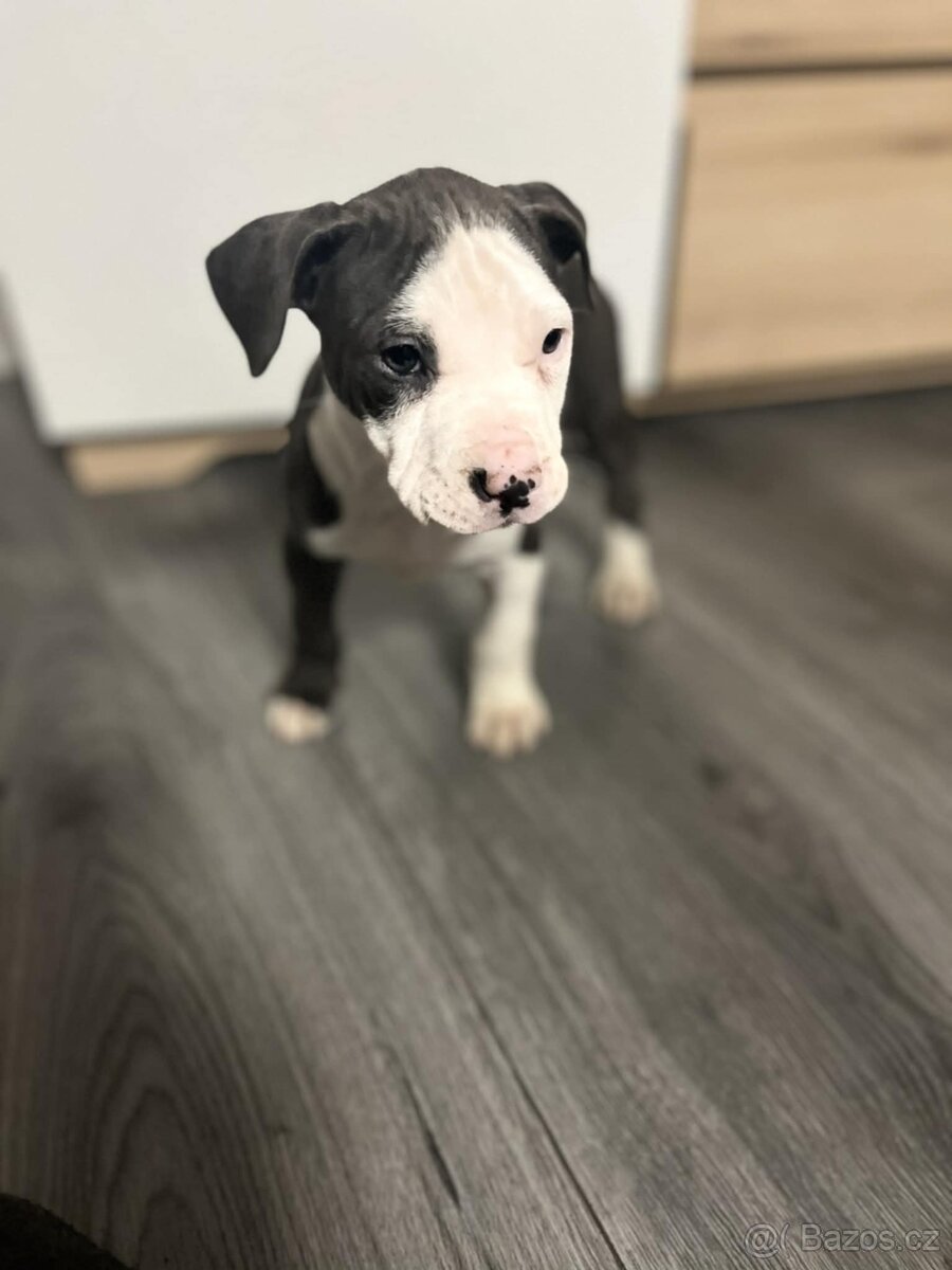 STAFORDŠÍRSKÝ bulteriér - 2