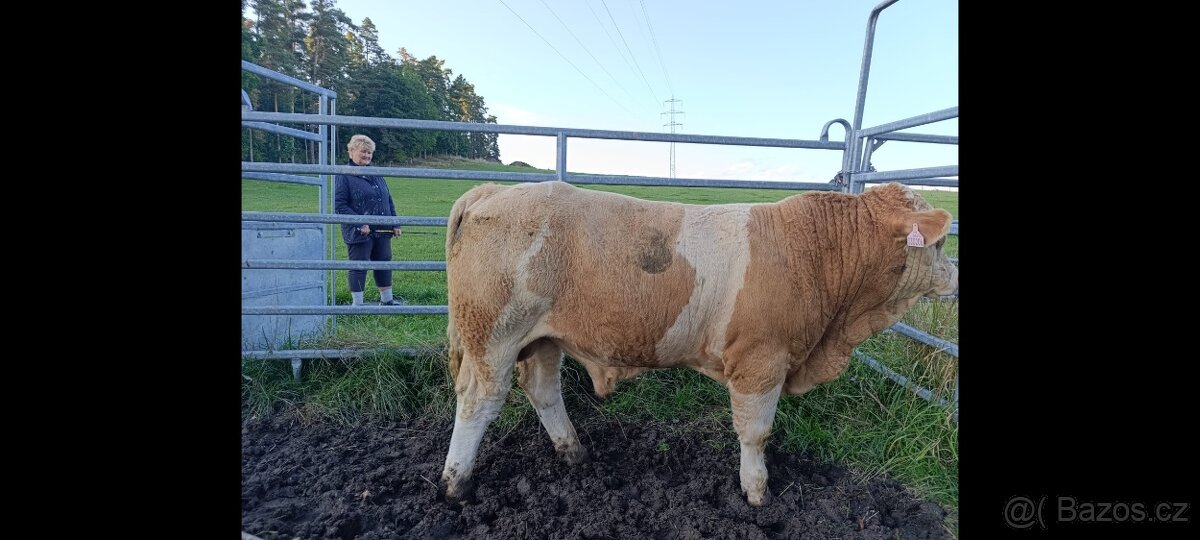 Plemenný býk Masný Simental - 2