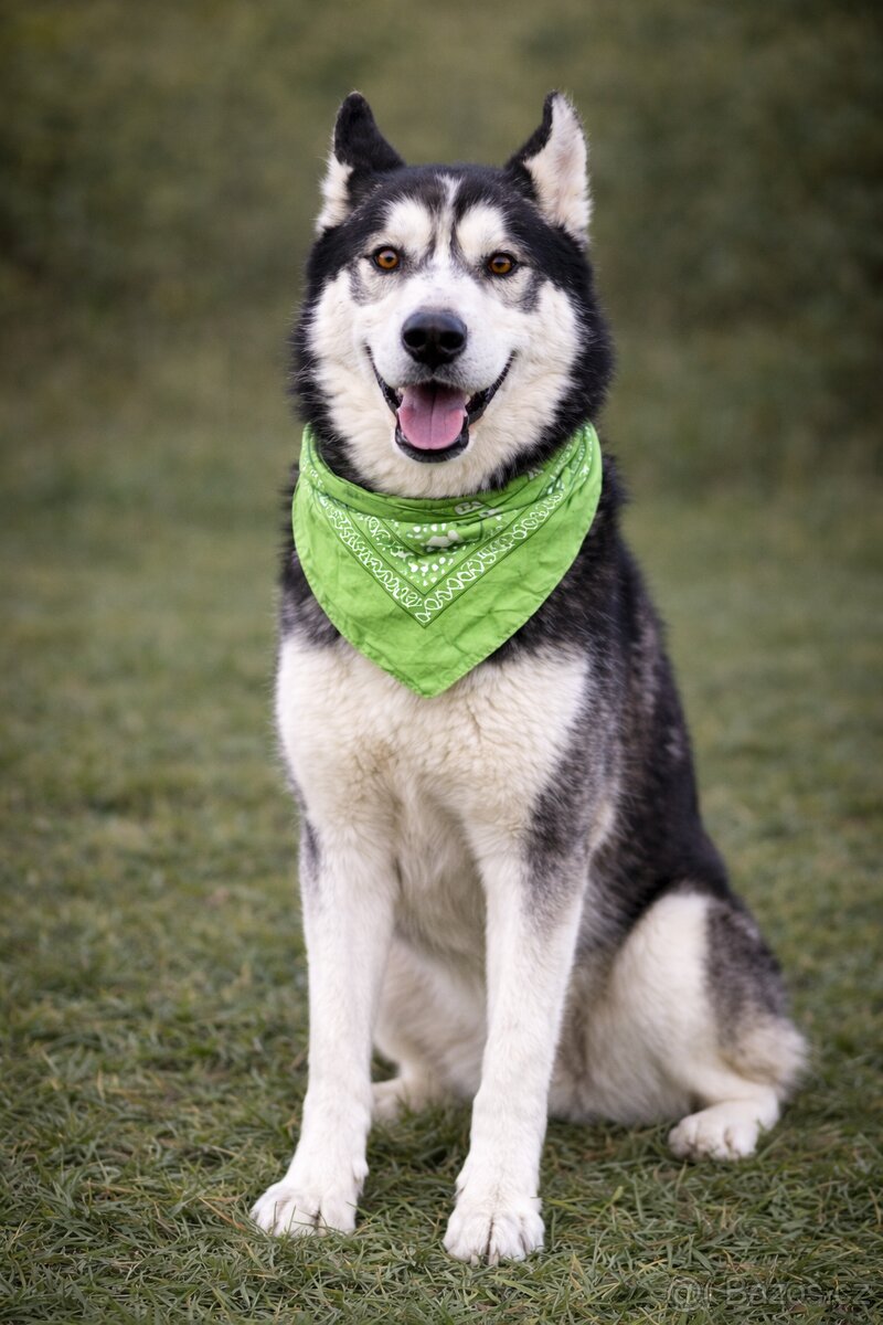 Kodiak sibirsky husky - 2