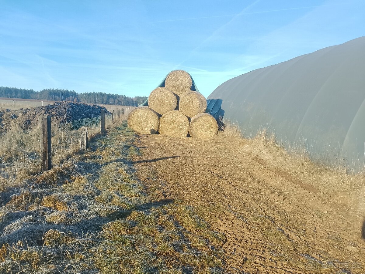 Prodám slámu pšeničná - 2