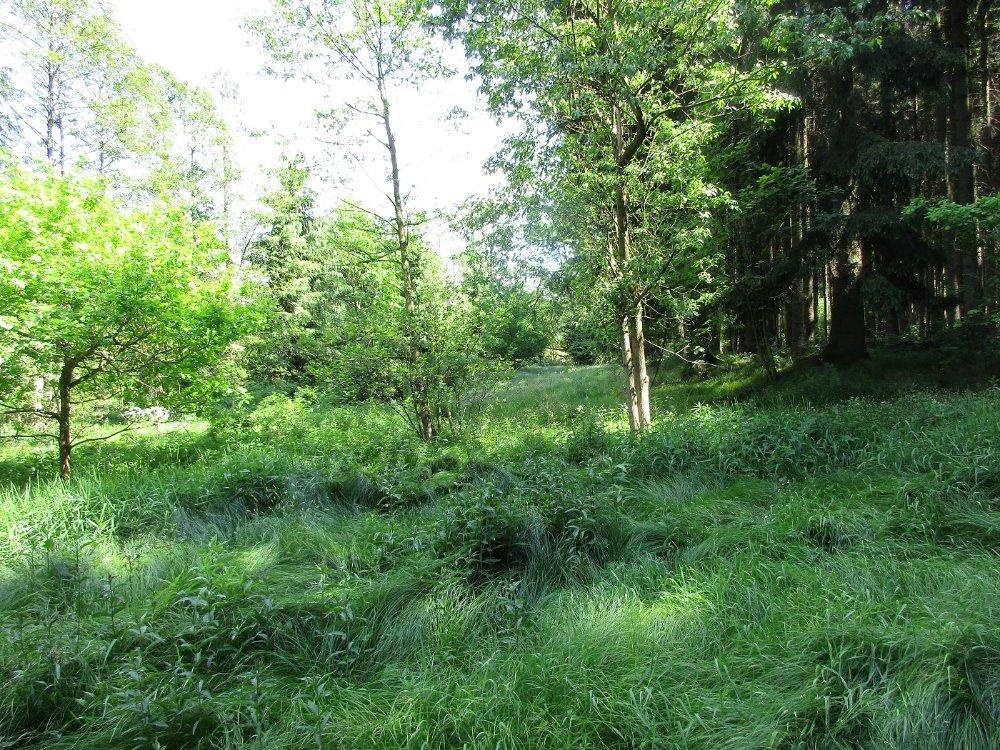 Prodej louky 3266 m² - 2