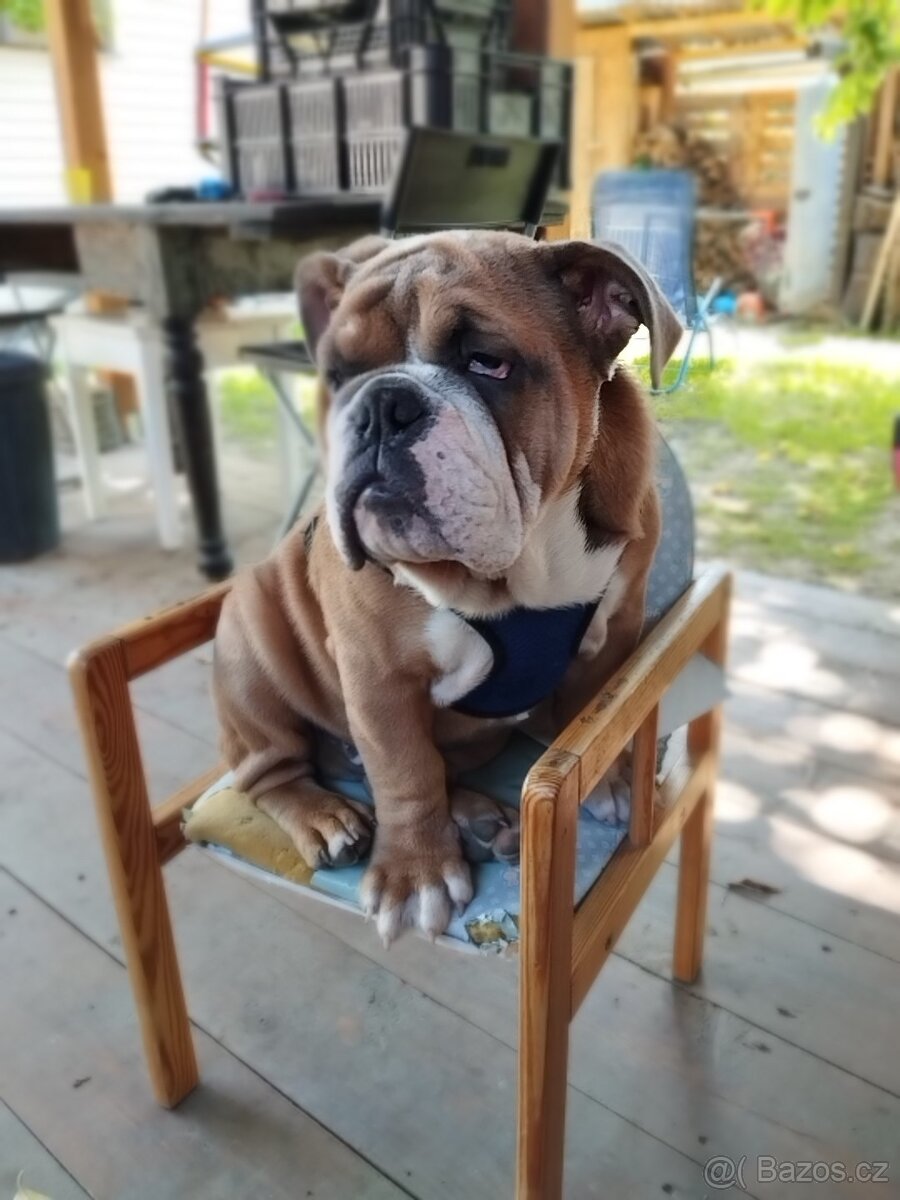 Anglicky buldok - kryti - 2