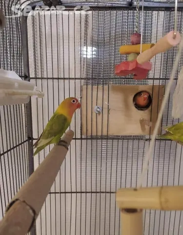 Agapornis Fišerů - 2