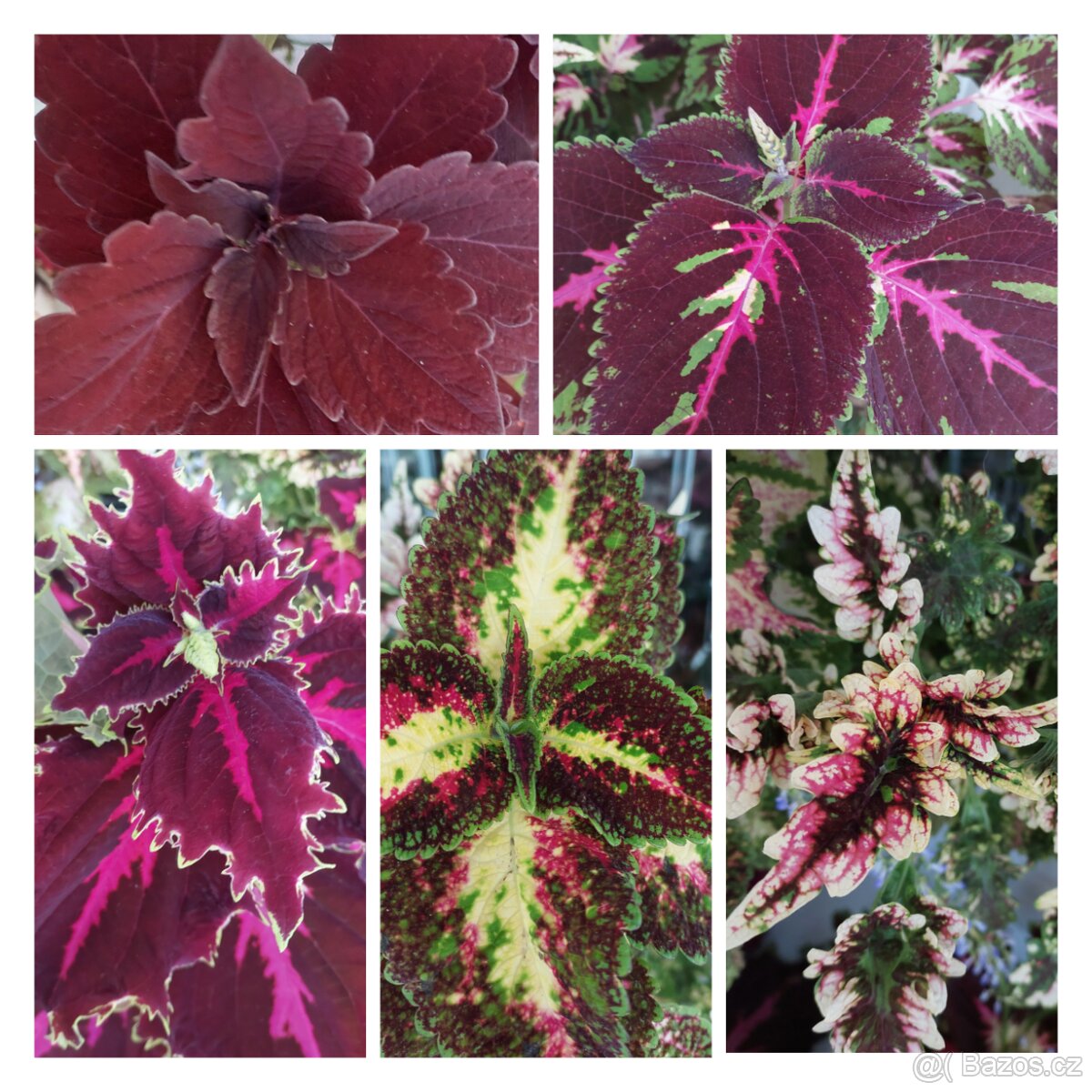 Africké kopřivy - 2