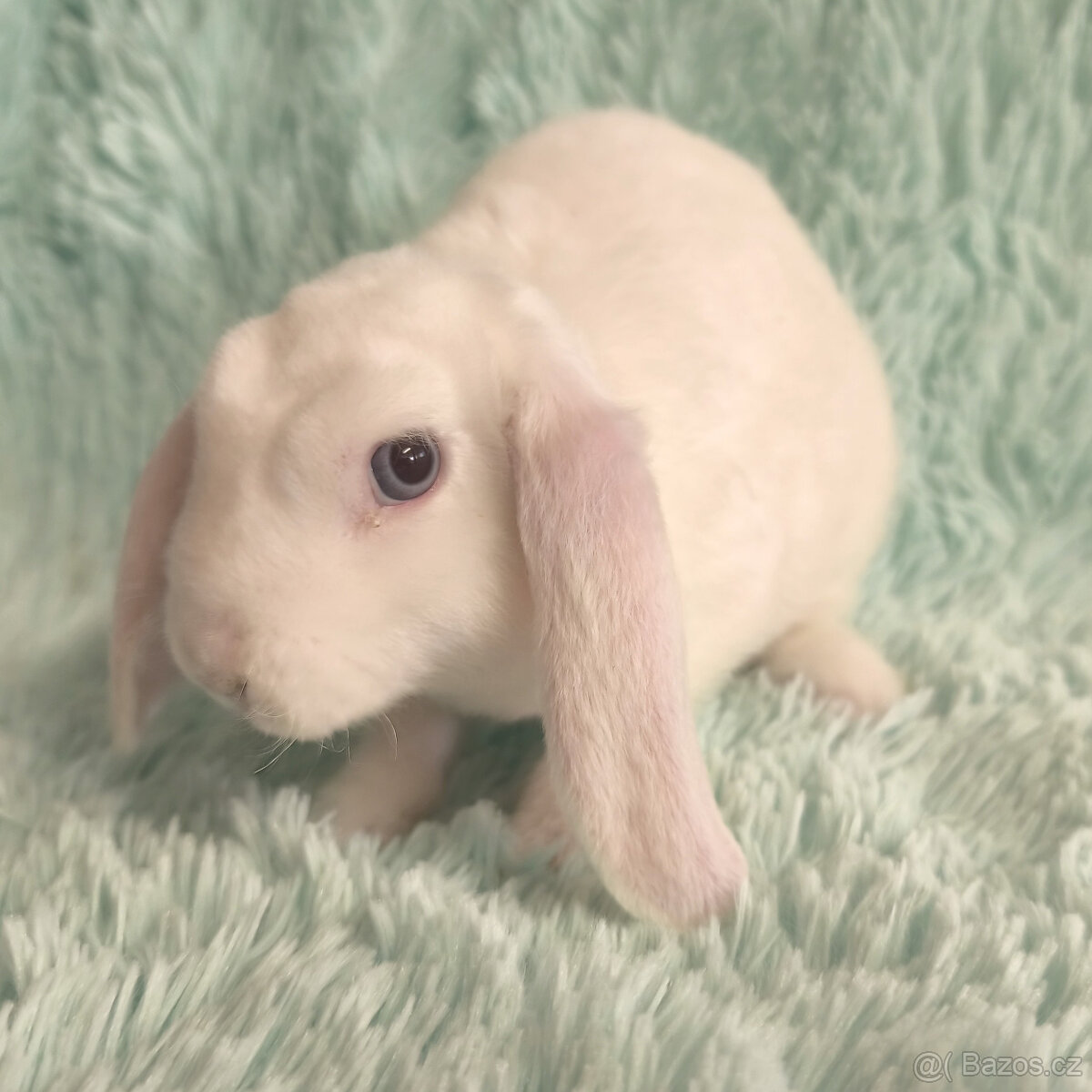 Zakrslý beránek SATÉN-REX 🍀 N1 🍀 - 2