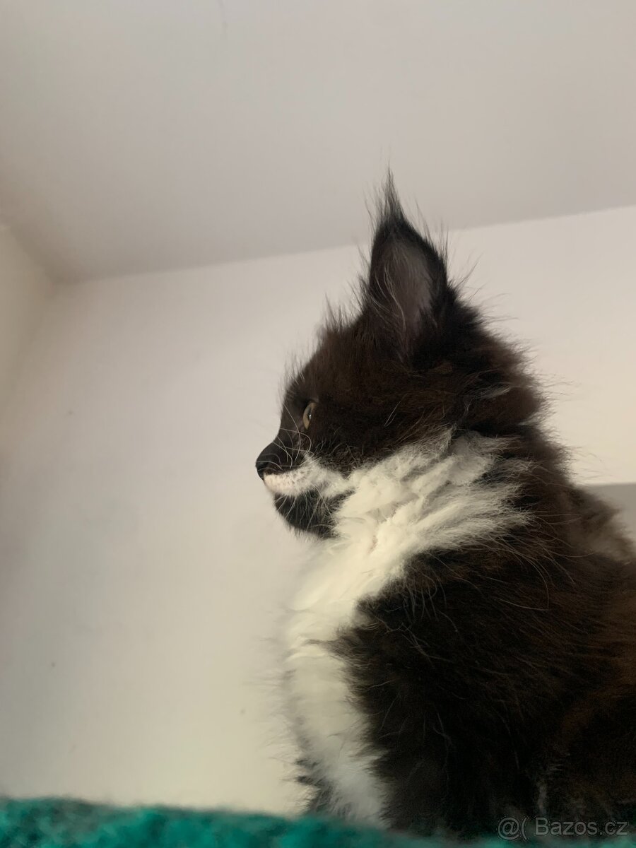 mainská mývalí s PP - kočička - 2