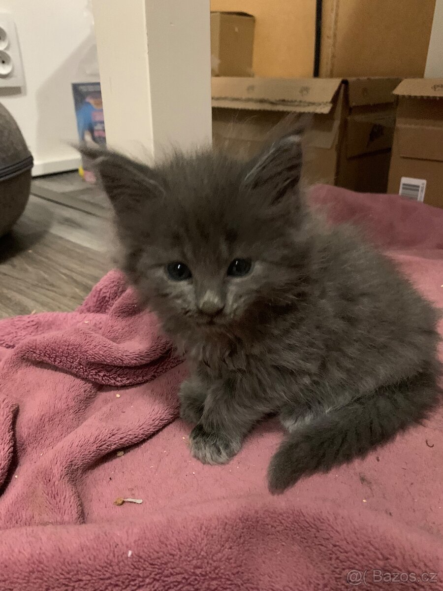 mainská mývalí koťata - 2