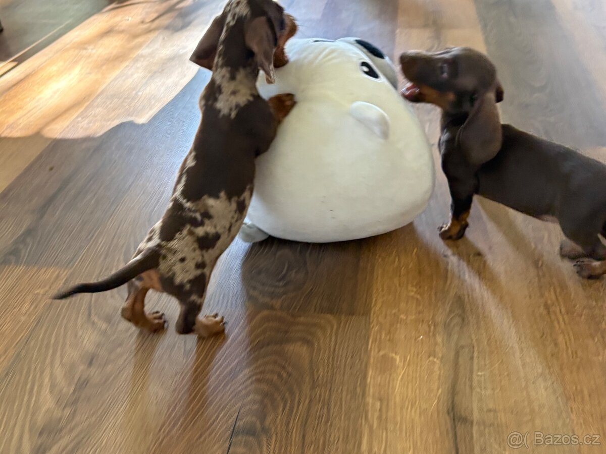 Trpasličí jezevčík štěňátka s PP - 2