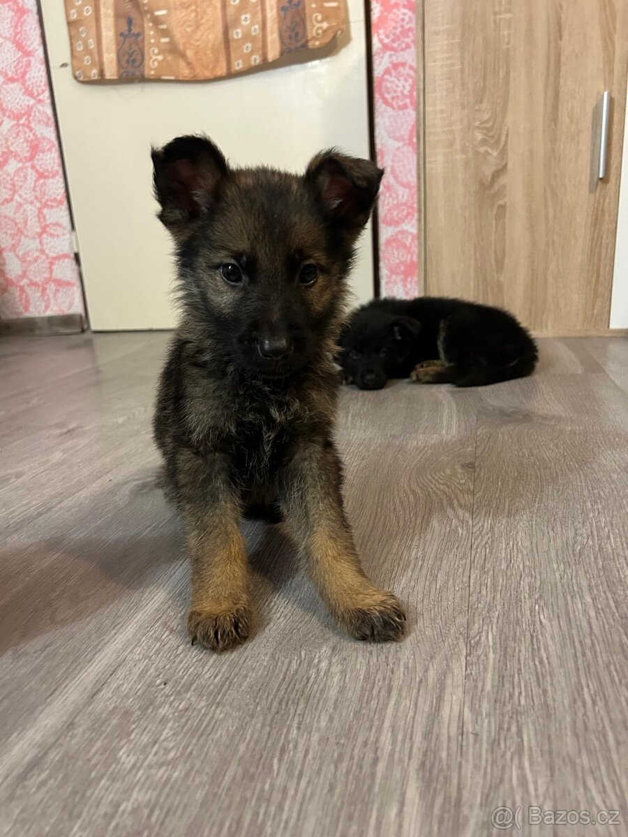 Německý ovčák - 2