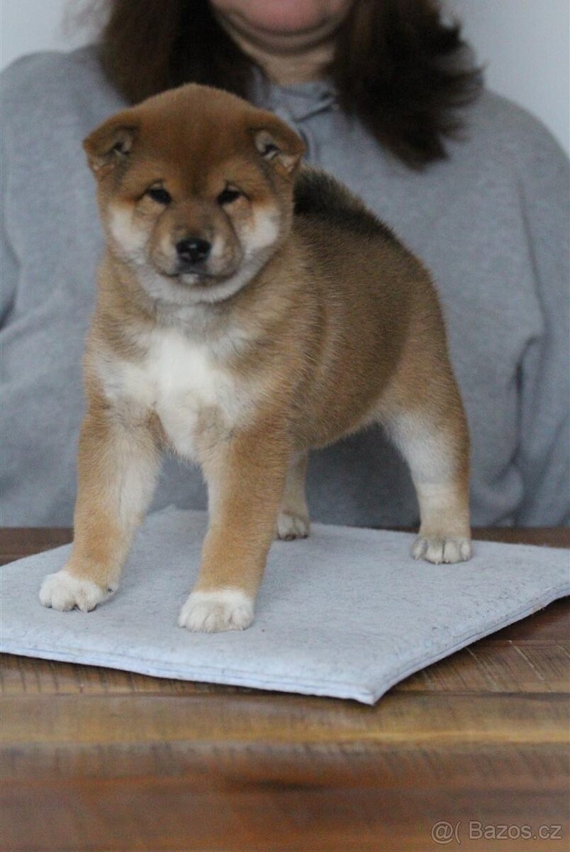Shiba Inu s PP FCI - 2
