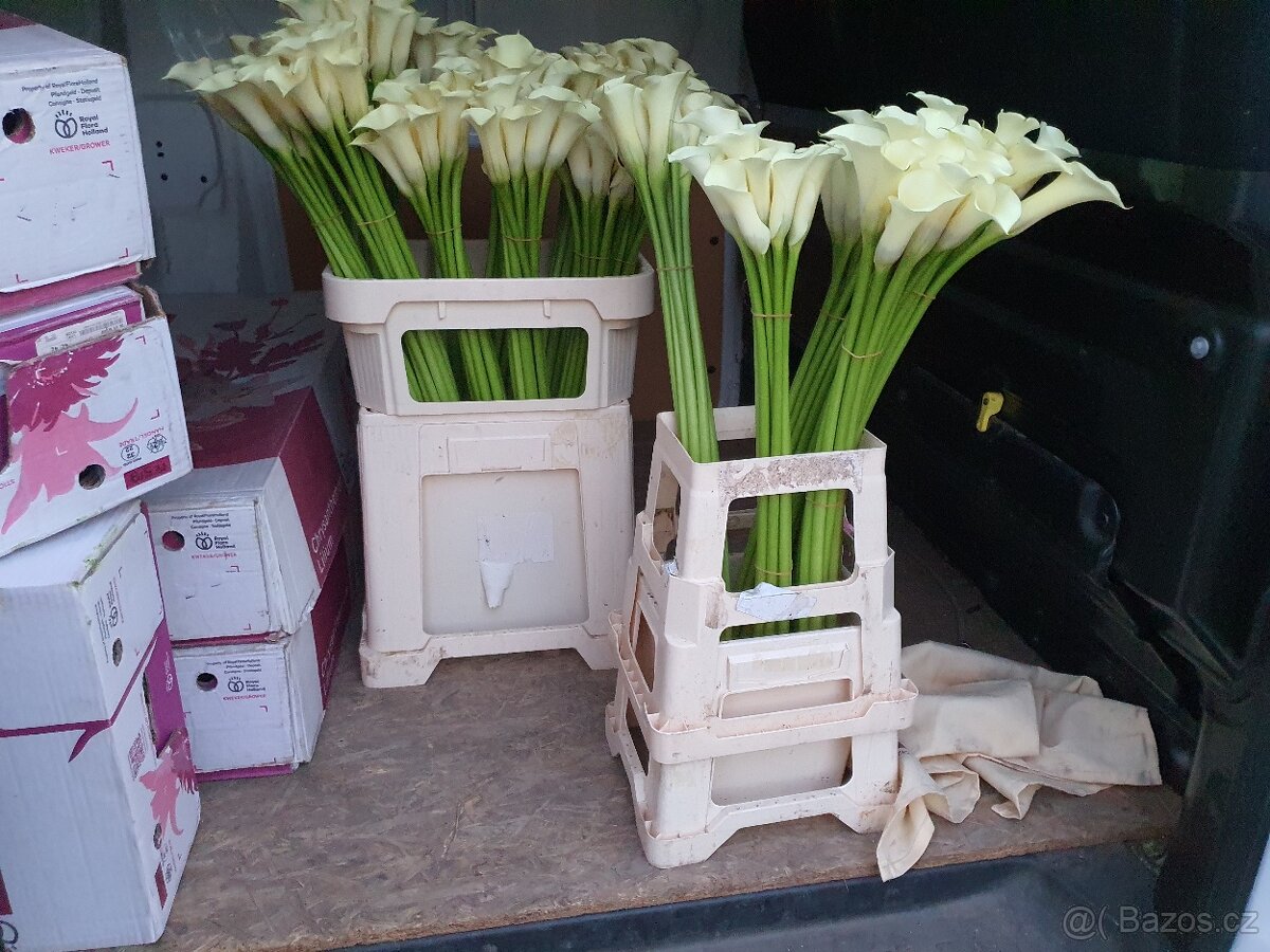 Hluzy Kál, Calla, Zantedeschia - 2