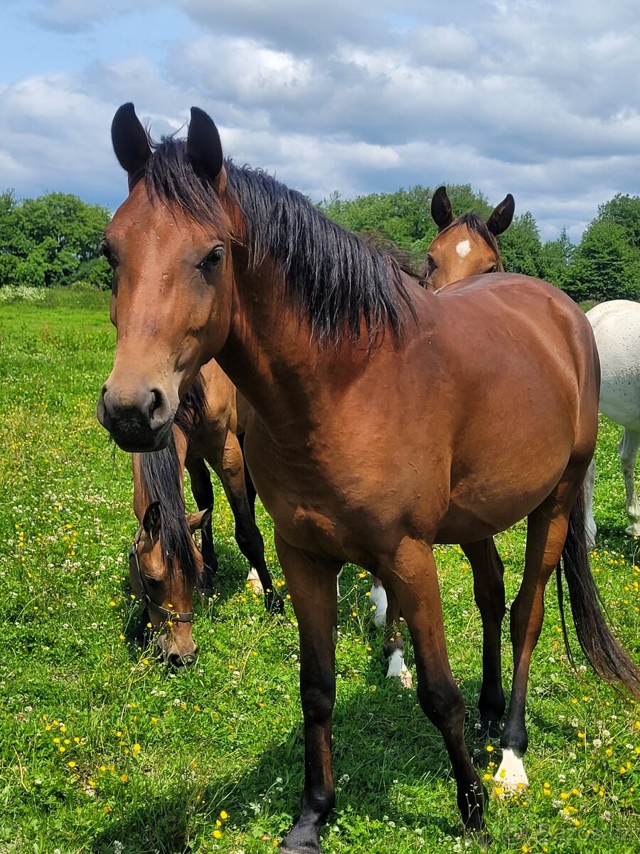 Plnokrevný arabský hřebec - připouštění - 2