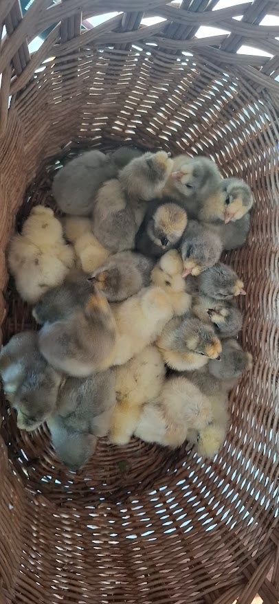 USA hedvábničky - 2