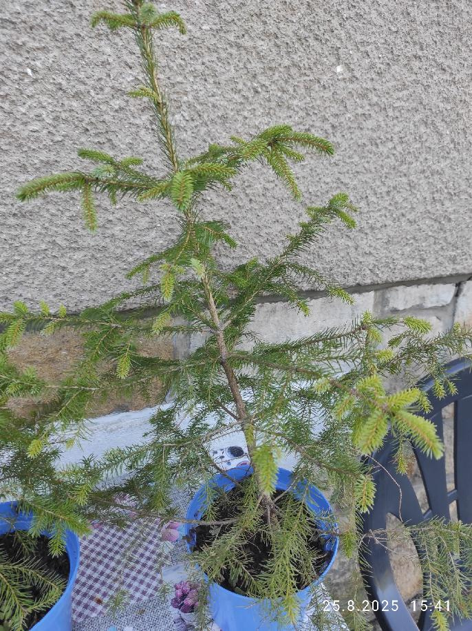 Smrk Omorika - 2