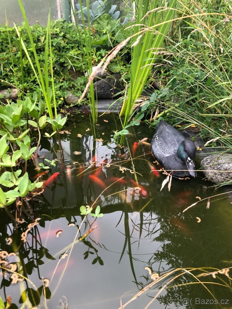 jezírkové rybičky - karasy - 2