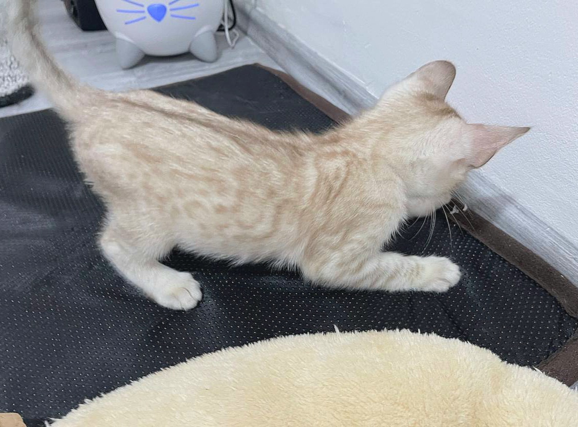 Bengálská kočka, kotě, koťata s PP - 2