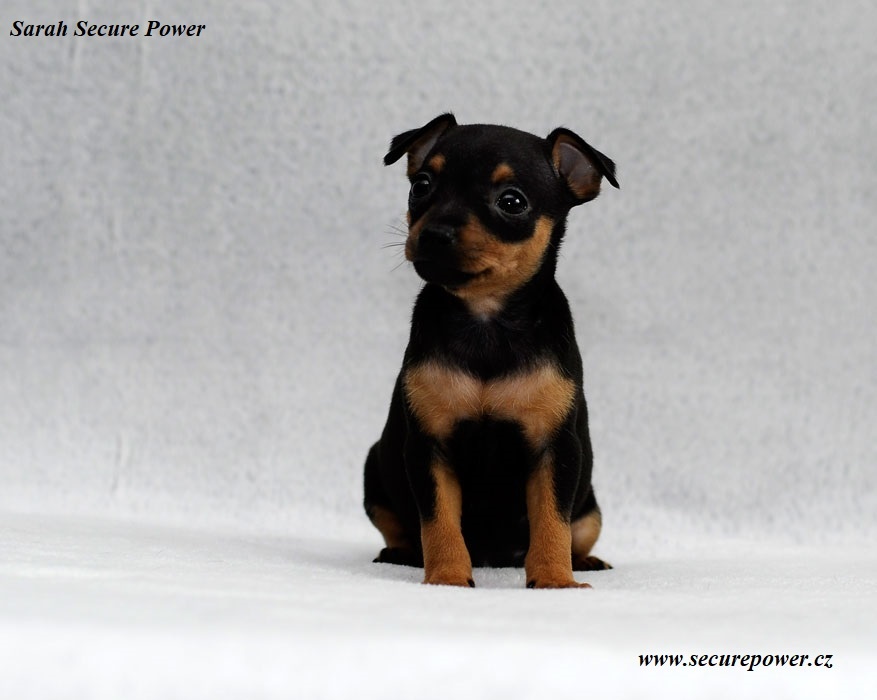 Pražský krysařík s PP - 2