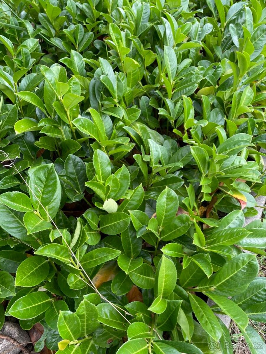 Bobkovišen.,bobkovišně, novita, okrasnej plot, dvouletá - 2