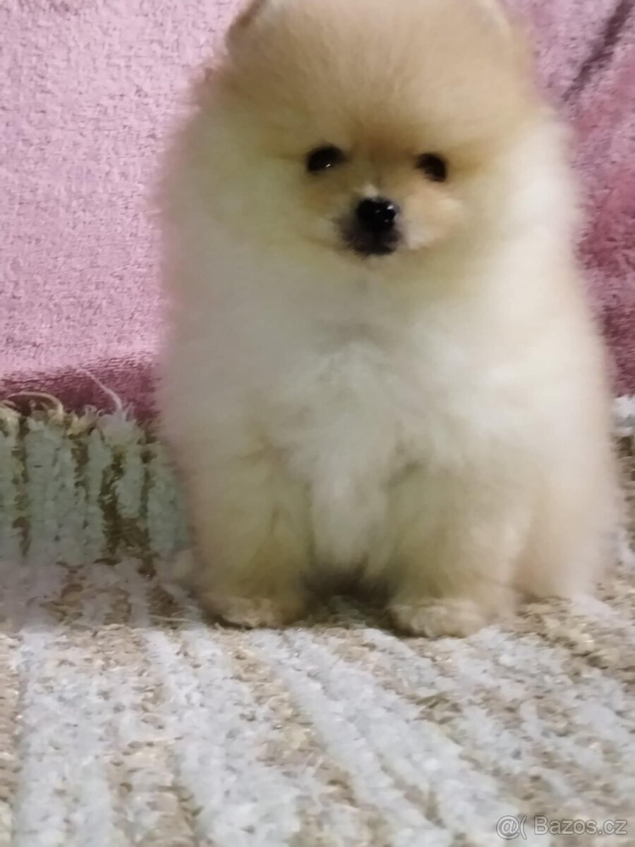 Pomeranian - 2