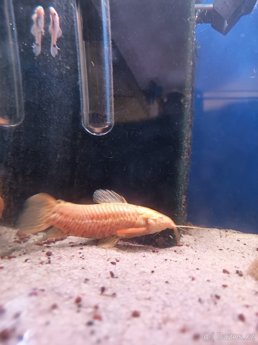 Panceřníček kropenatý albín - 2