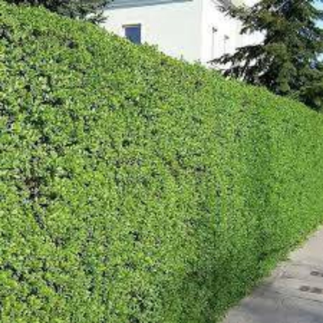 ZLATICE-Zlatý déšť: POSEL JARA - 2