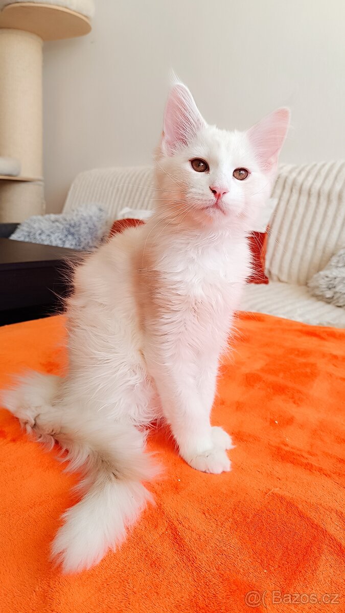 Mainská mývalí s PP - 2