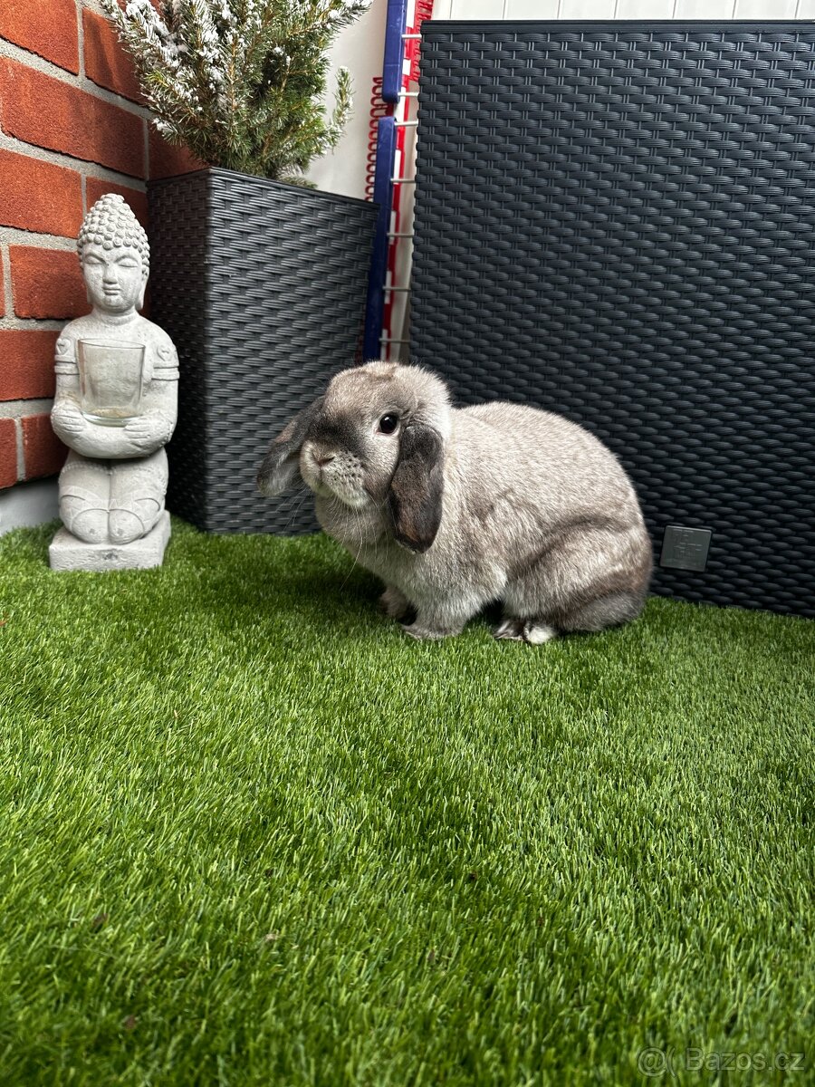 Minilop samička - 2