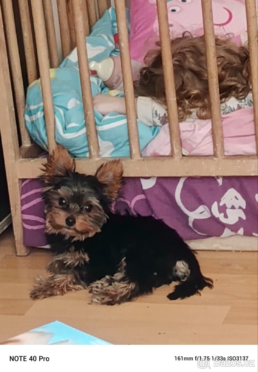 Jorkšírský teriér kluk - 2
