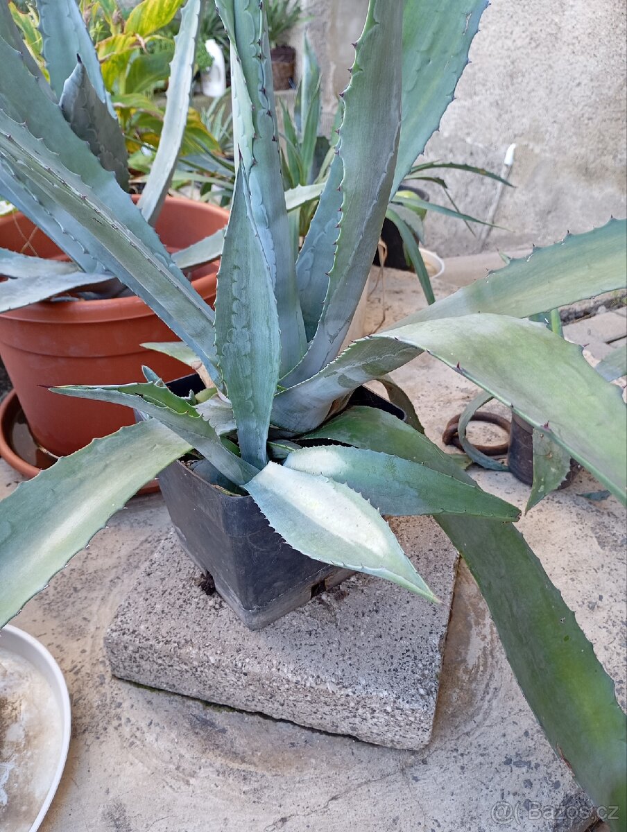 Agáve Americký - 2