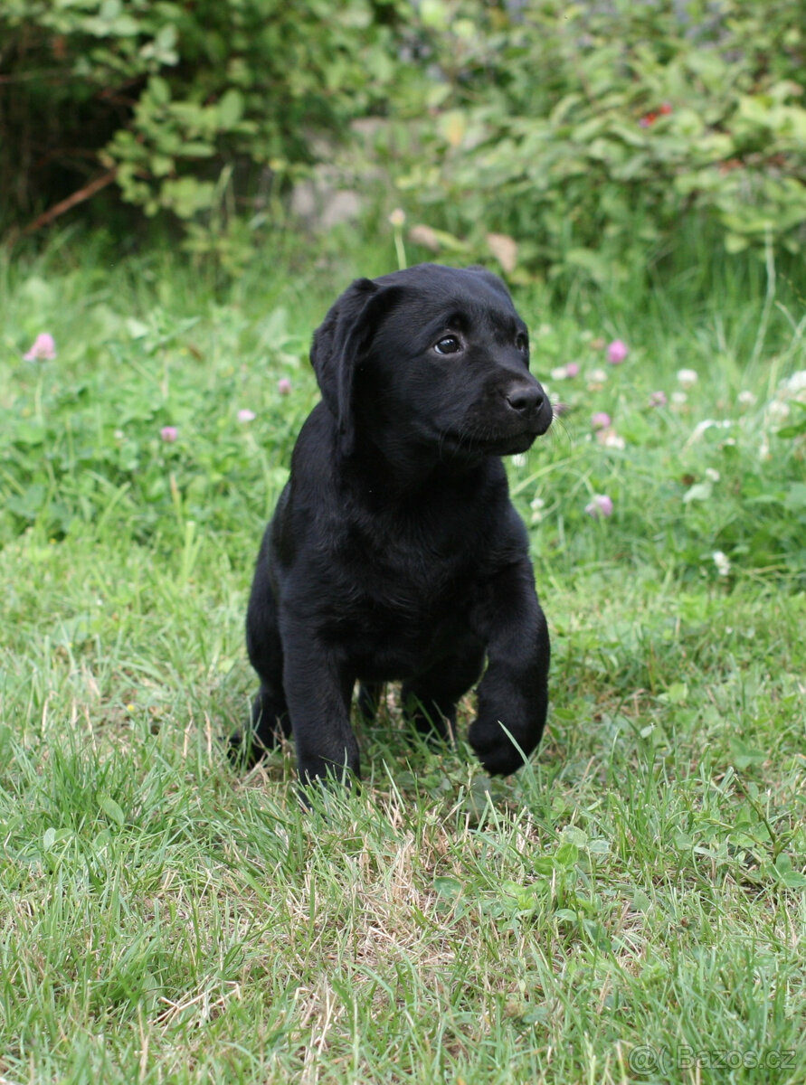 Labrador s PP FCI - 2