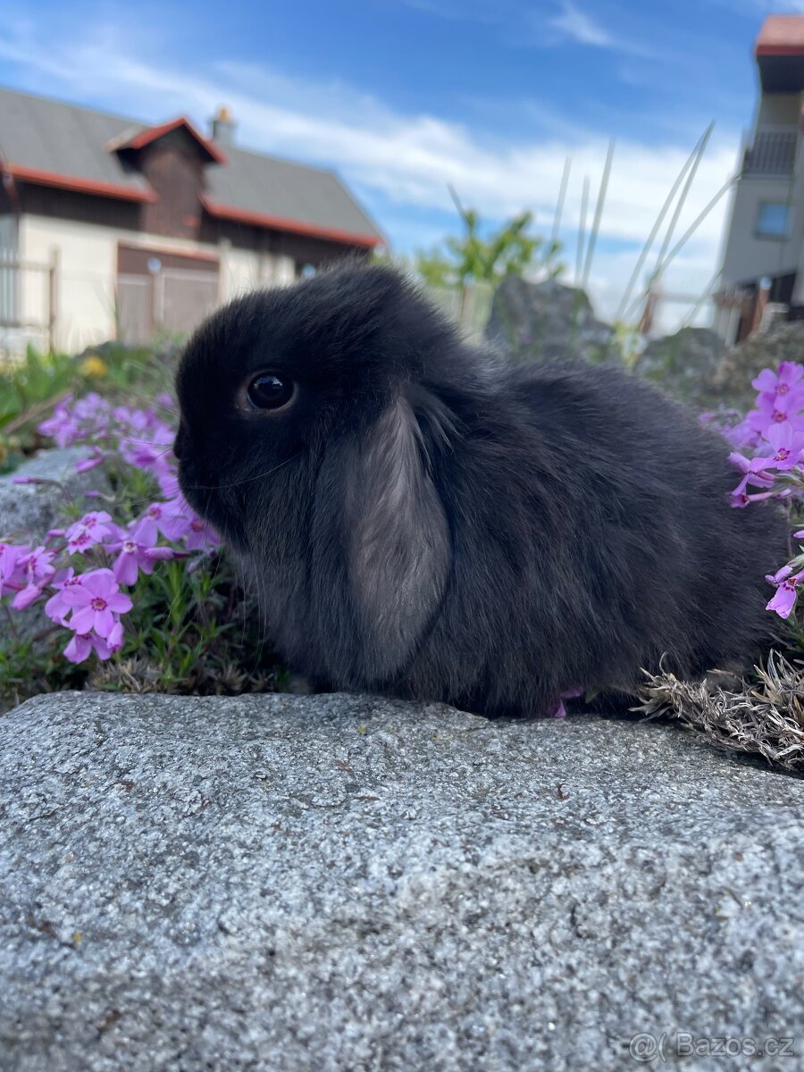 Minilop - Wonderland bunnies - 2